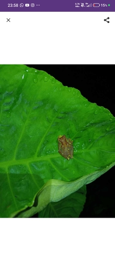 Dendropsophus sarayacuensis, 2026-09-27