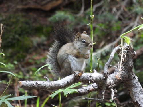 Fremont's Squirrel