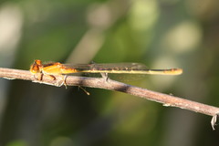 Ischnura intermedia