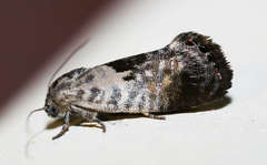 Eupselia carpocapsella