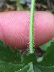 Heuchera micrantha diversifolia