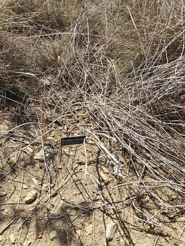 Eriophyllum confertiflorum, 2026-09-25
