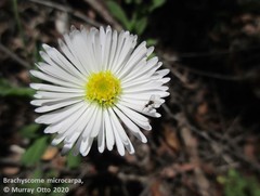 Brachyscome microcarpa