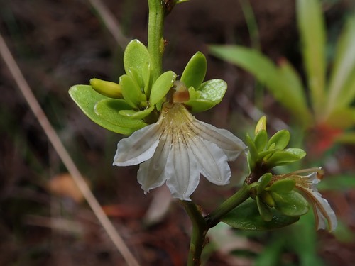 Scaevola beckii observed 2026-09-28