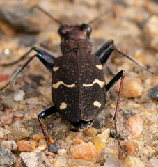 Cicindela sylvatica