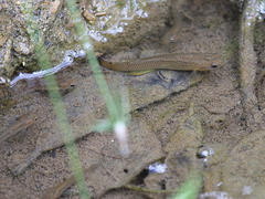 Anablepsoides hartii