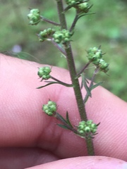 Heuchera micrantha diversifolia