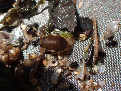 Ambrysus circumcinctus