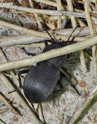 Embaphion contusum
