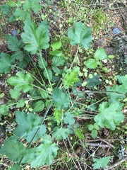 Heuchera micrantha diversifolia