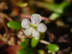 Glossostigma diandrum