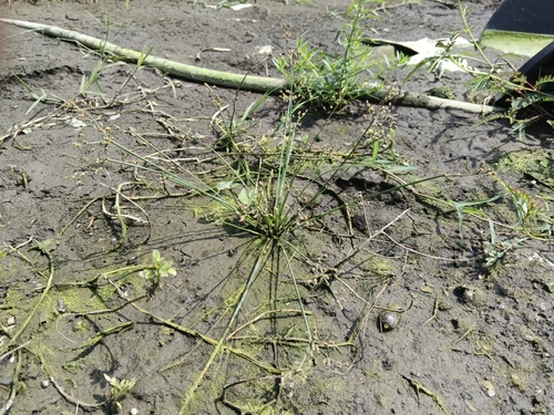 Fimbristylis littoralis observed 2026-09-28
