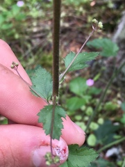 Heuchera micrantha diversifolia