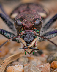 Cicindela sylvatica