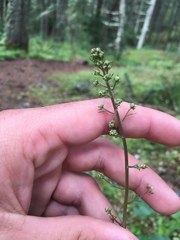Heuchera micrantha diversifolia