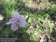 Hibiscus brachysiphonius