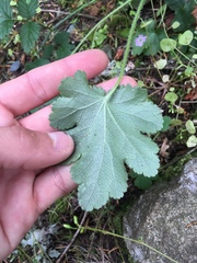 Heuchera micrantha diversifolia