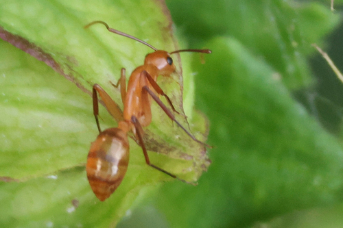 Camponotus variegatus observed 2026-09-27