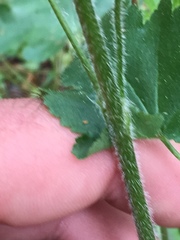 Heuchera micrantha diversifolia