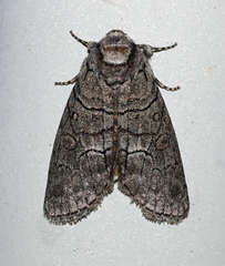 Discophlebia celaena