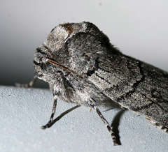Discophlebia celaena