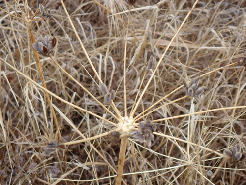 Lomatium nudicaule observed 2026-09-25