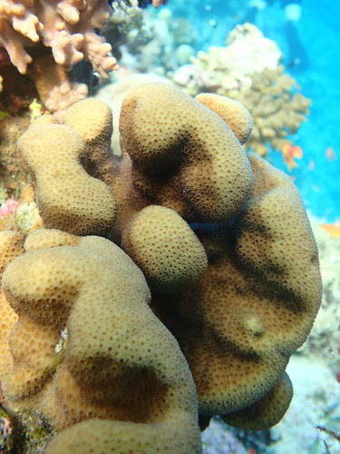 Pavona maldivensis observed 2026-09-24