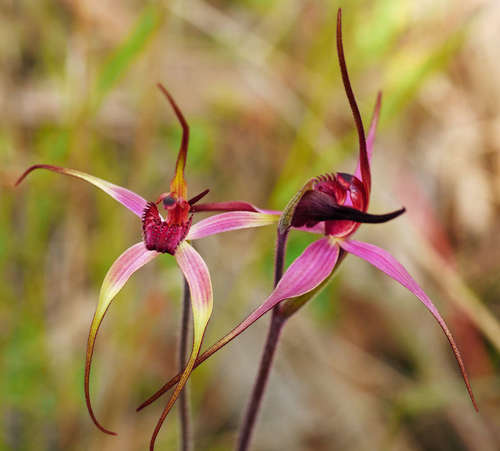 Image of Caladenia formosa by (c) Cathy Powers, some rights reserved (CC BY)