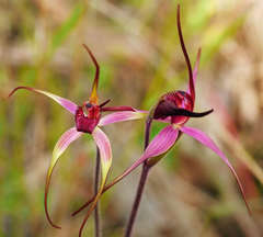 Caladenia formosa
