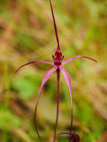 Image of Caladenia formosa by (c) Cathy Powers, some rights reserved (CC BY)