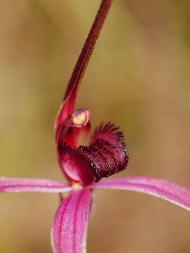 Image of Caladenia formosa by (c) Cathy Powers, some rights reserved (CC BY)