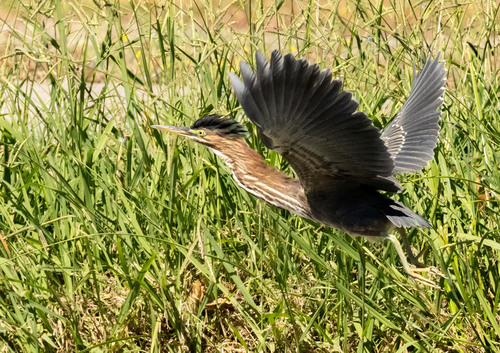 Green Heron