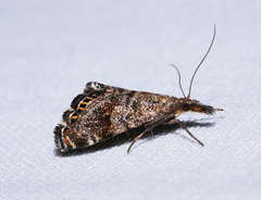 Glaucocharis dilatella