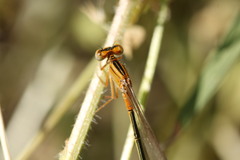 Ischnura intermedia