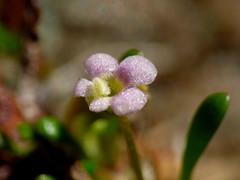 Glossostigma diandrum
