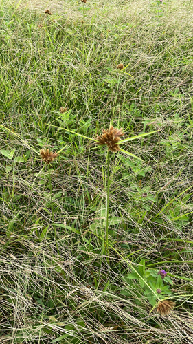 Cyperus polystachyos observed 2026-09-22