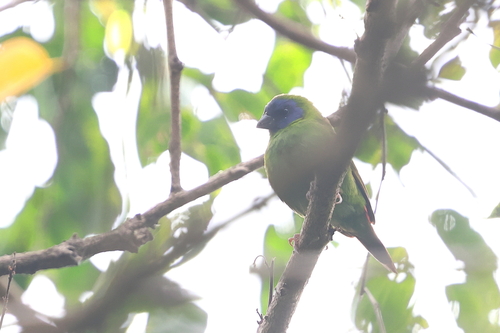 Erythrura trichroa observed 2026-08-13