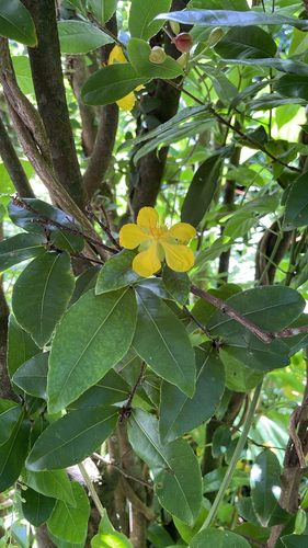 Ochna thomasiana observed 2026-08-29