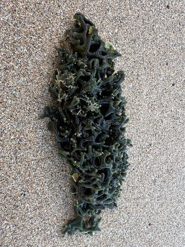Codium edule, 2026-09-27