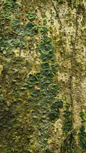 Didymoglossum tahitense observed 2026-09-28