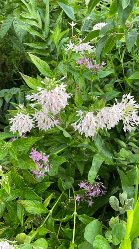 Pentas, 2026-09-10