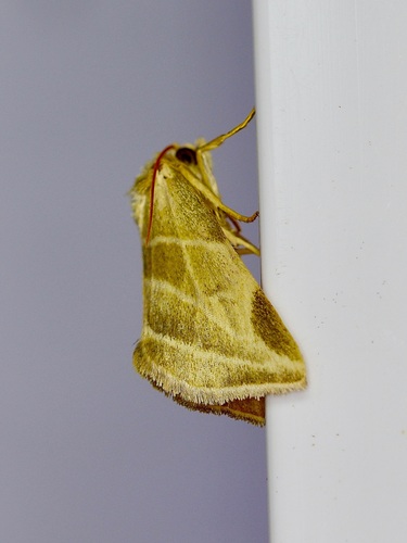 Plagiomimicus tepperi photo 3