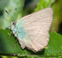 Callophrys