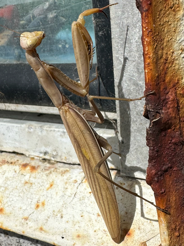 European Mantis