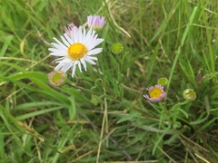 Erigeron decumbens