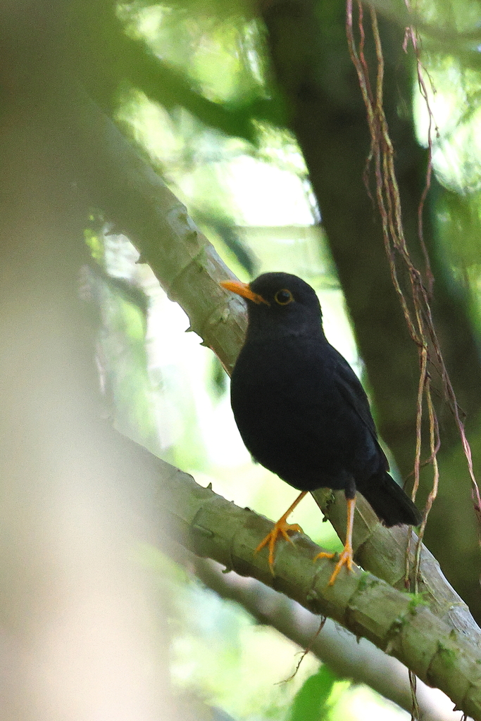Samoan Island-Thrush (Turdus samoensis) photo