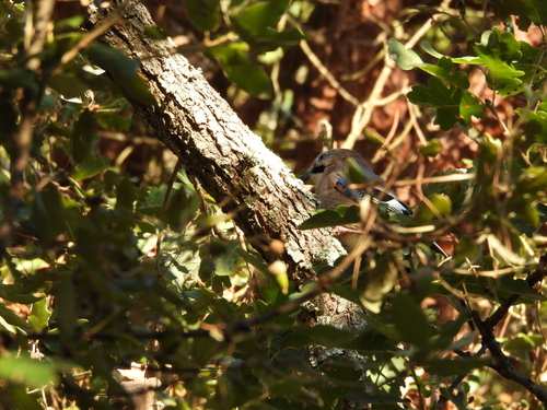 Eurasian Jay