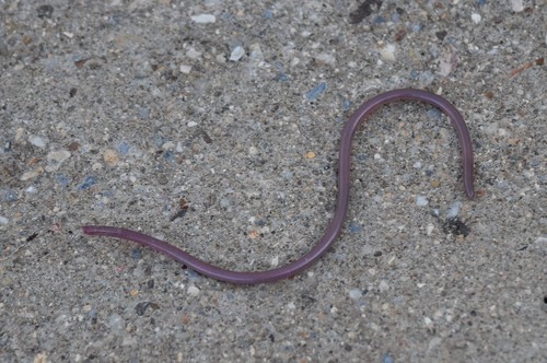Photo of a Trans-Pecos Threadsnake (Rena segrega)