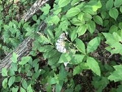 Asclepias quadrifolia