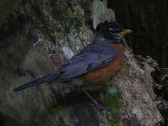 Turdus migratorius